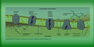 Cell Membrane