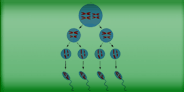 Meiosis